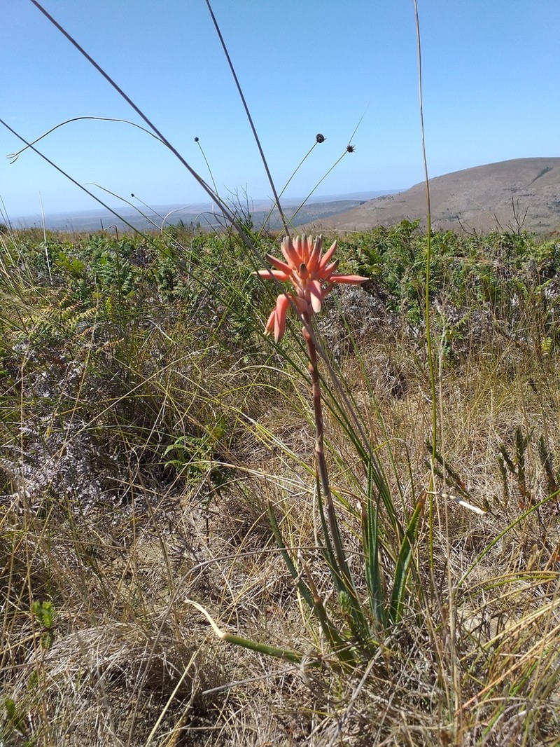 Aloe micracantha photo 3