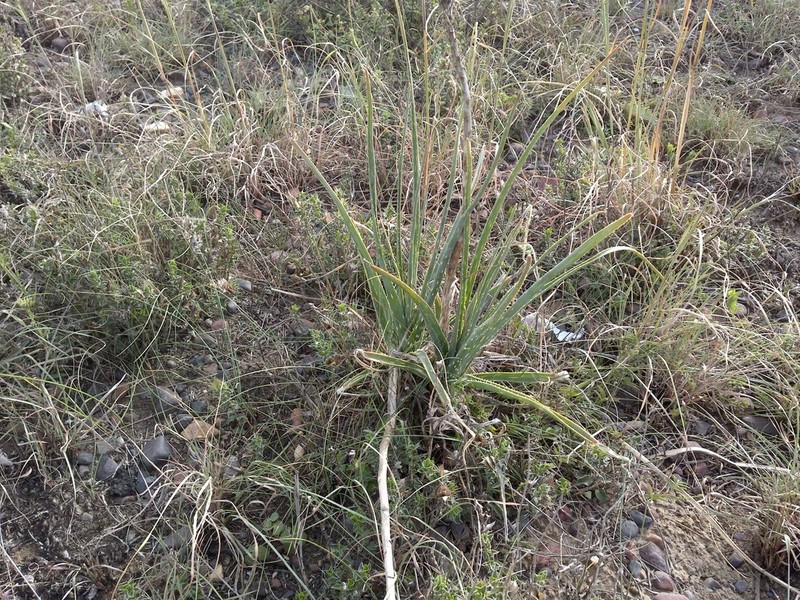 Aloe micracantha photo 5