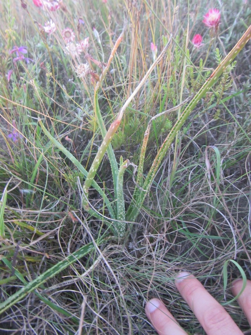 Aloe micracantha photo 6