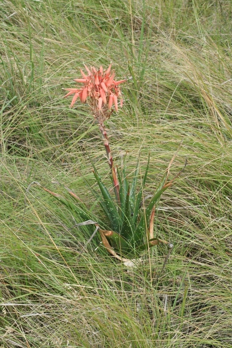 Aloe micracantha photo 7