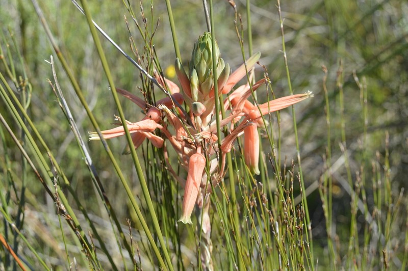 Aloe micracantha photo 8