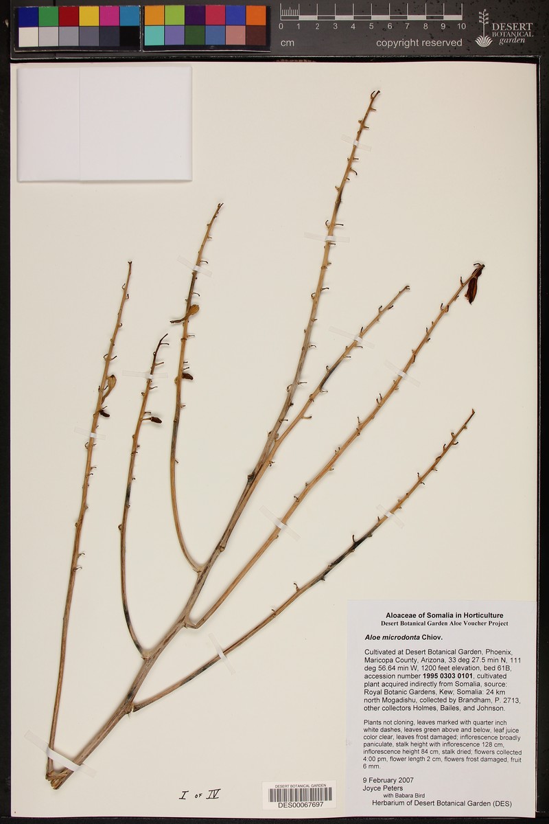 Aloe microdonta
