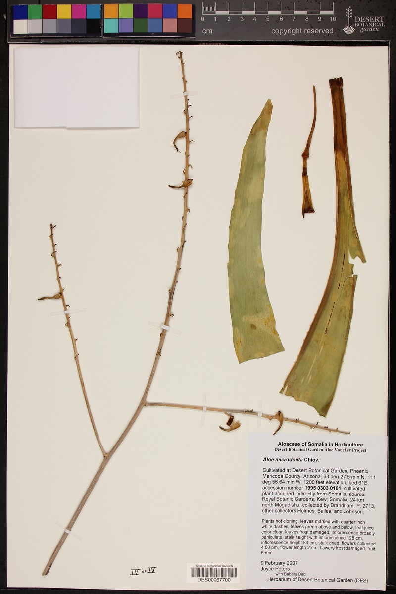 Aloe microdonta photo 2
