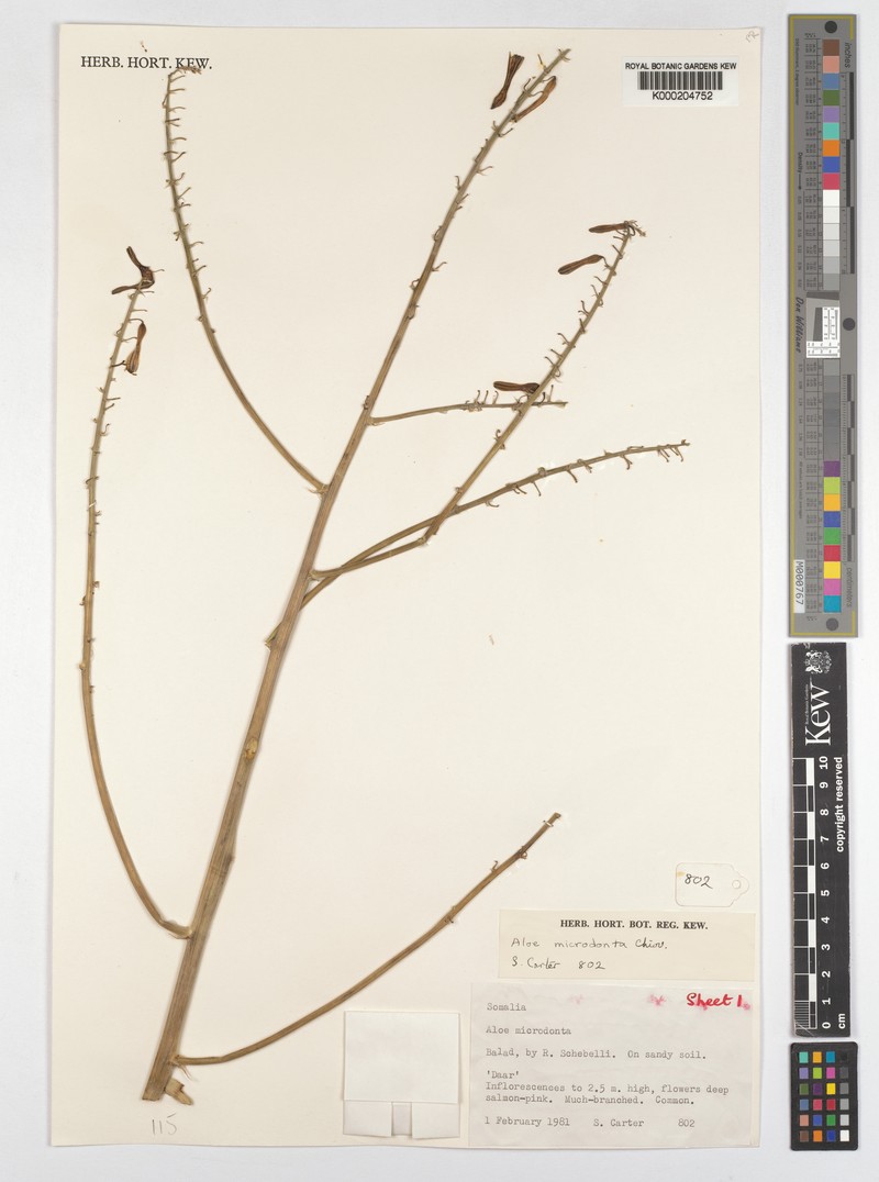 Aloe microdonta photo 6