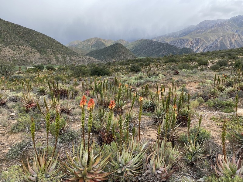 Aloe microstigma