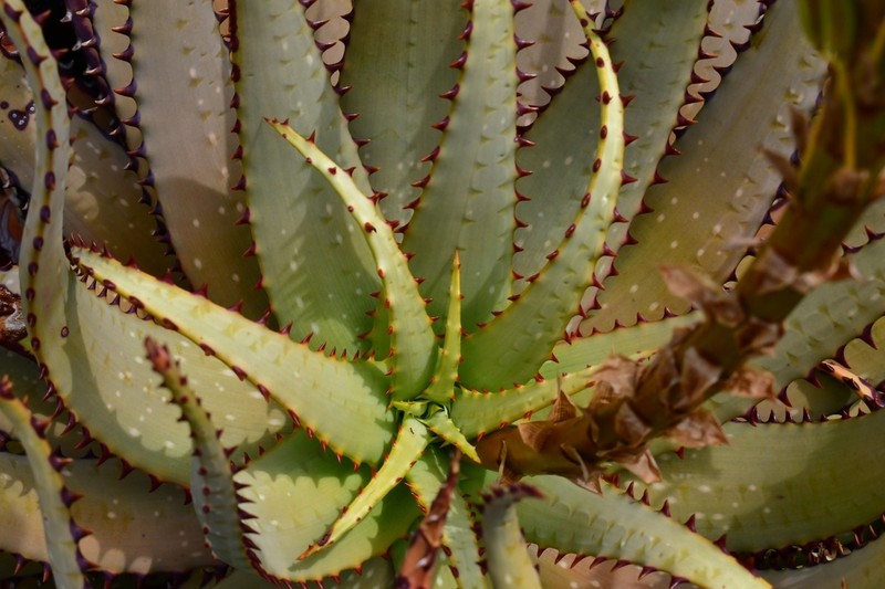 Aloe microstigma photo 2