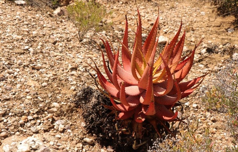 Aloe microstigma photo 4