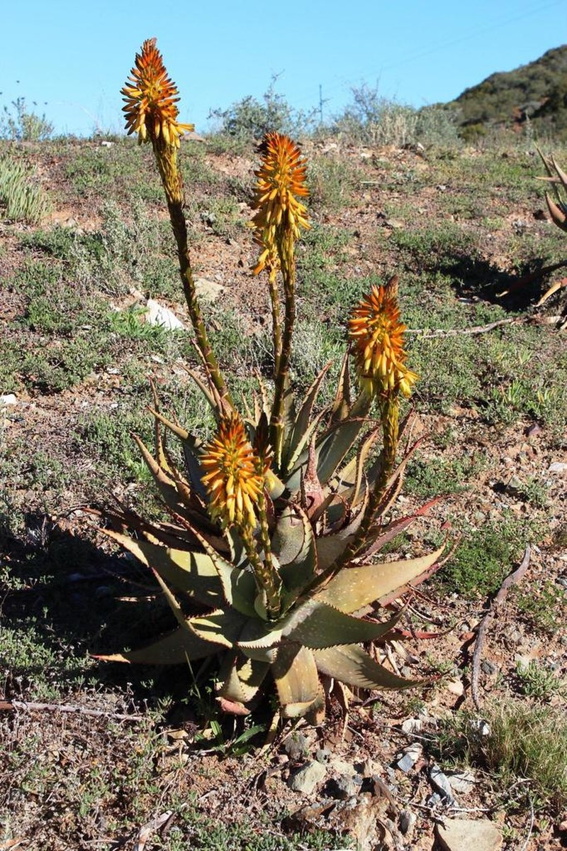 Aloe microstigma photo 5