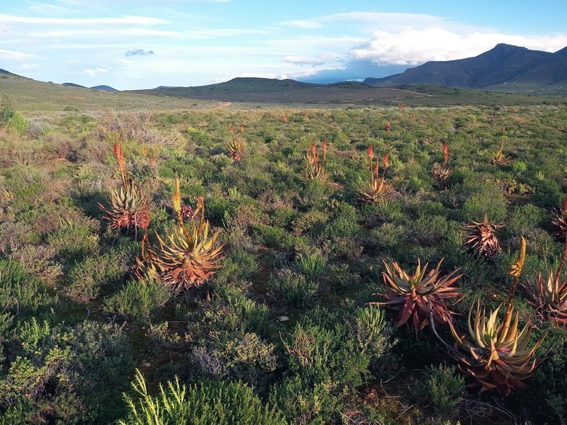 Aloe microstigma photo 6