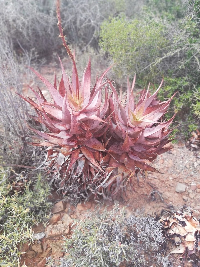 Aloe microstigma photo 7