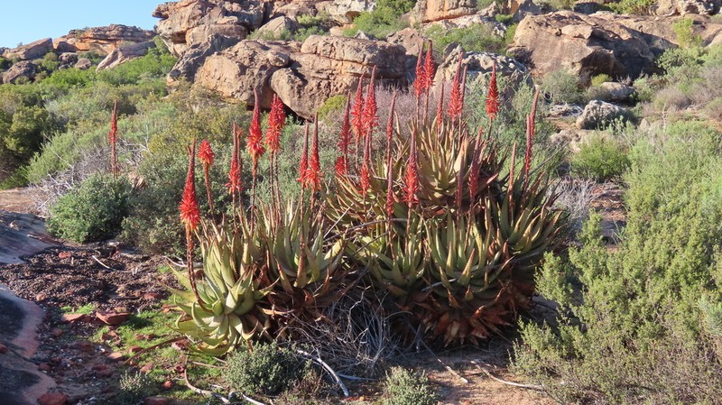 Aloe microstigma photo 8