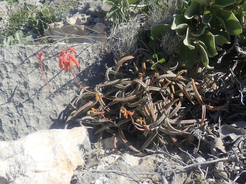 Aloe millotii