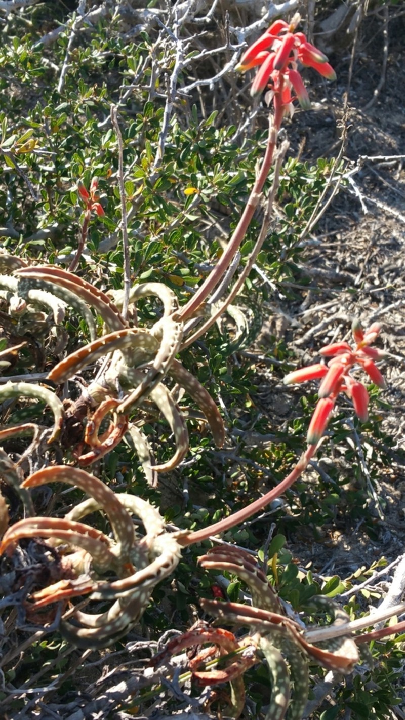 Aloe millotii photo 2
