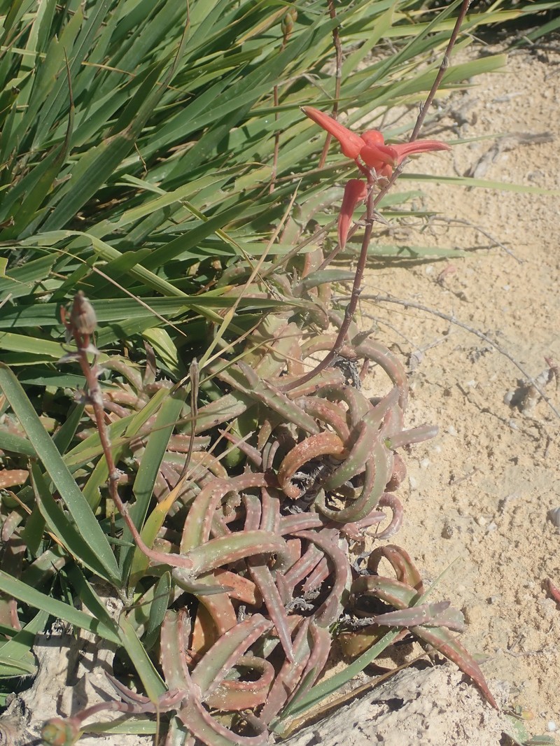 Aloe millotii photo 6