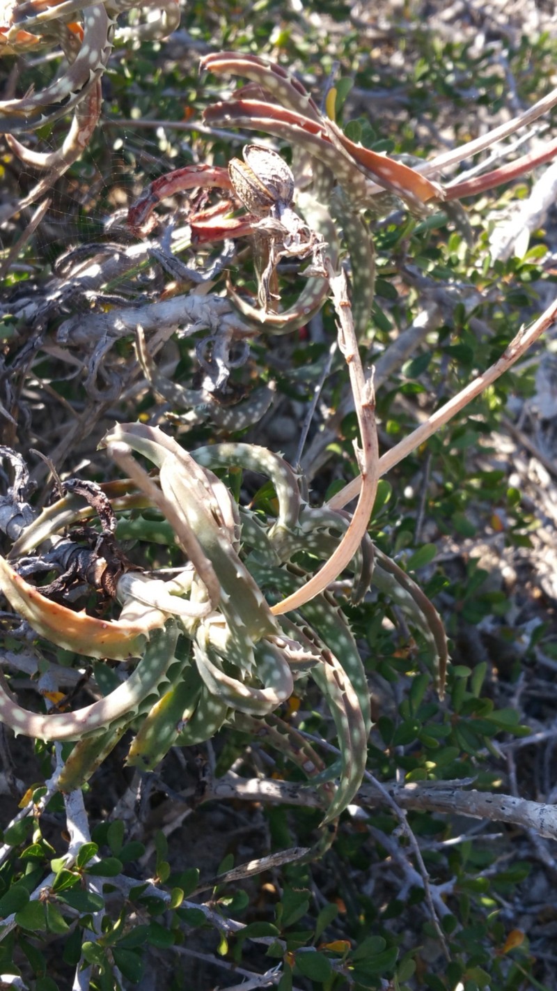 Aloe millotii photo 8