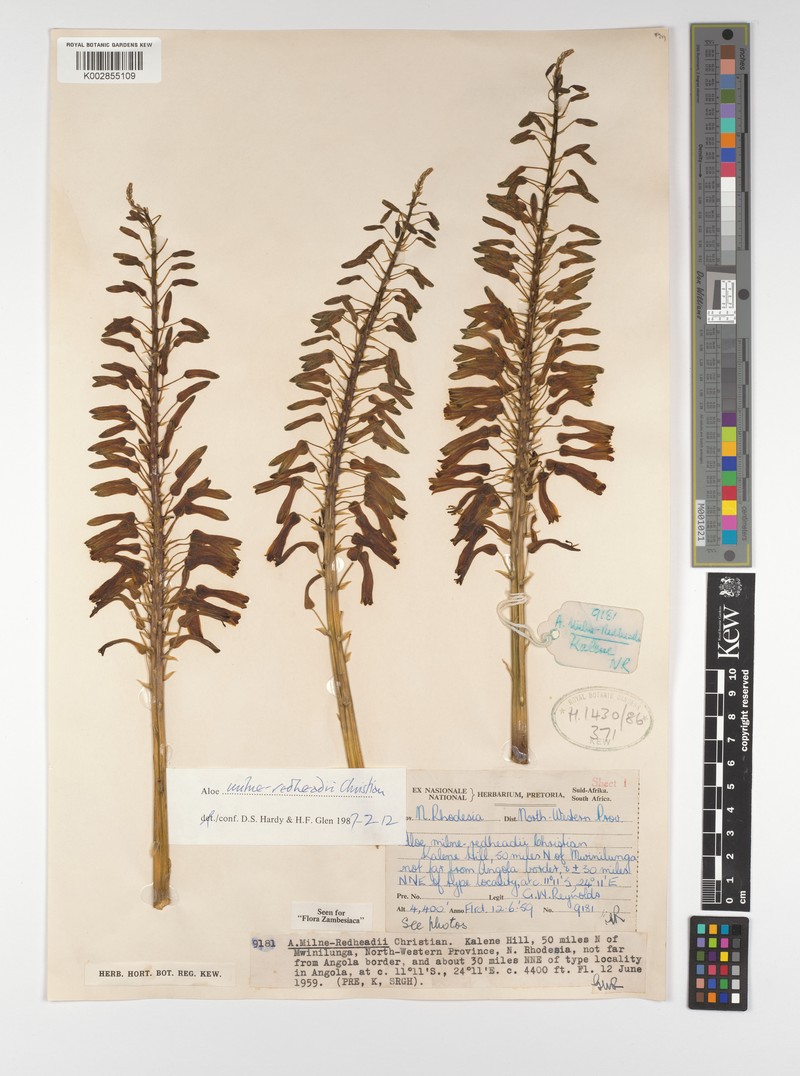 Aloe milne-redheadii photo 2