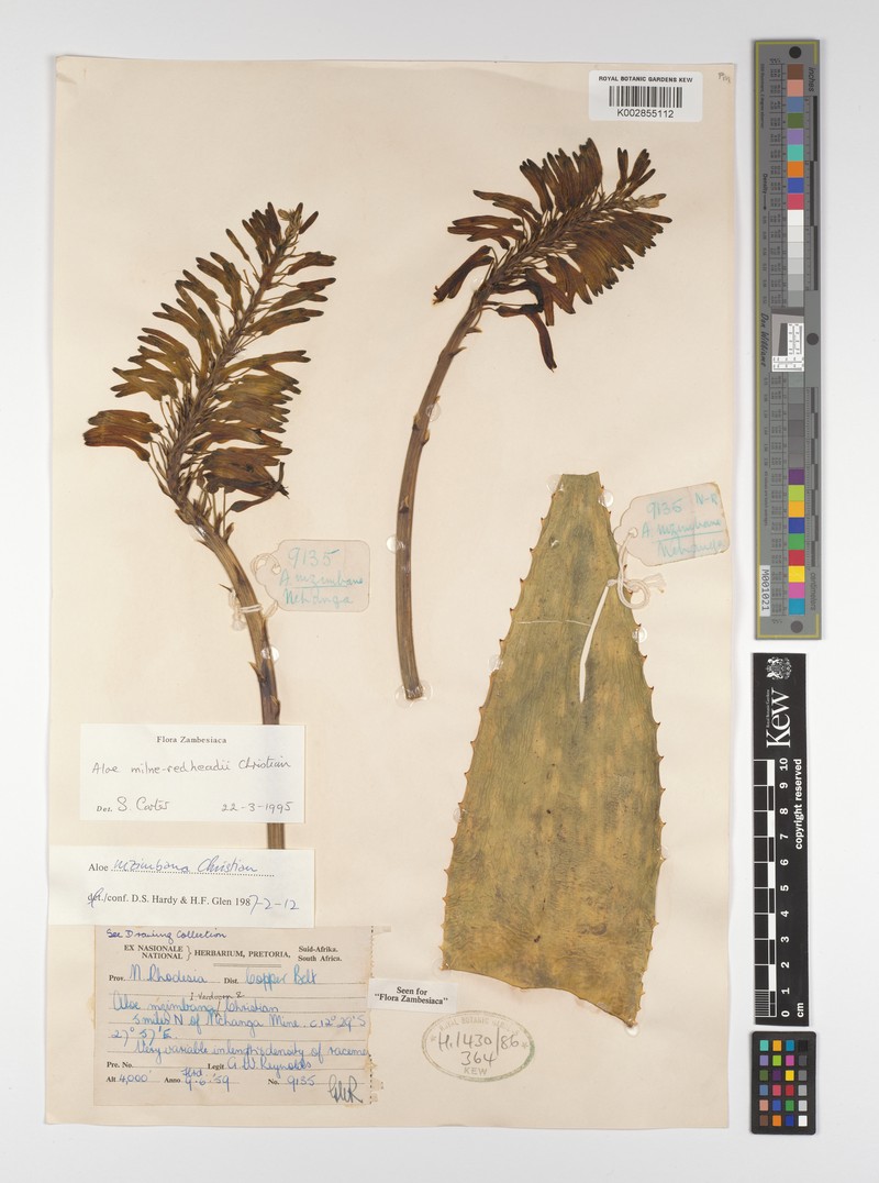 Aloe milne-redheadii photo 3