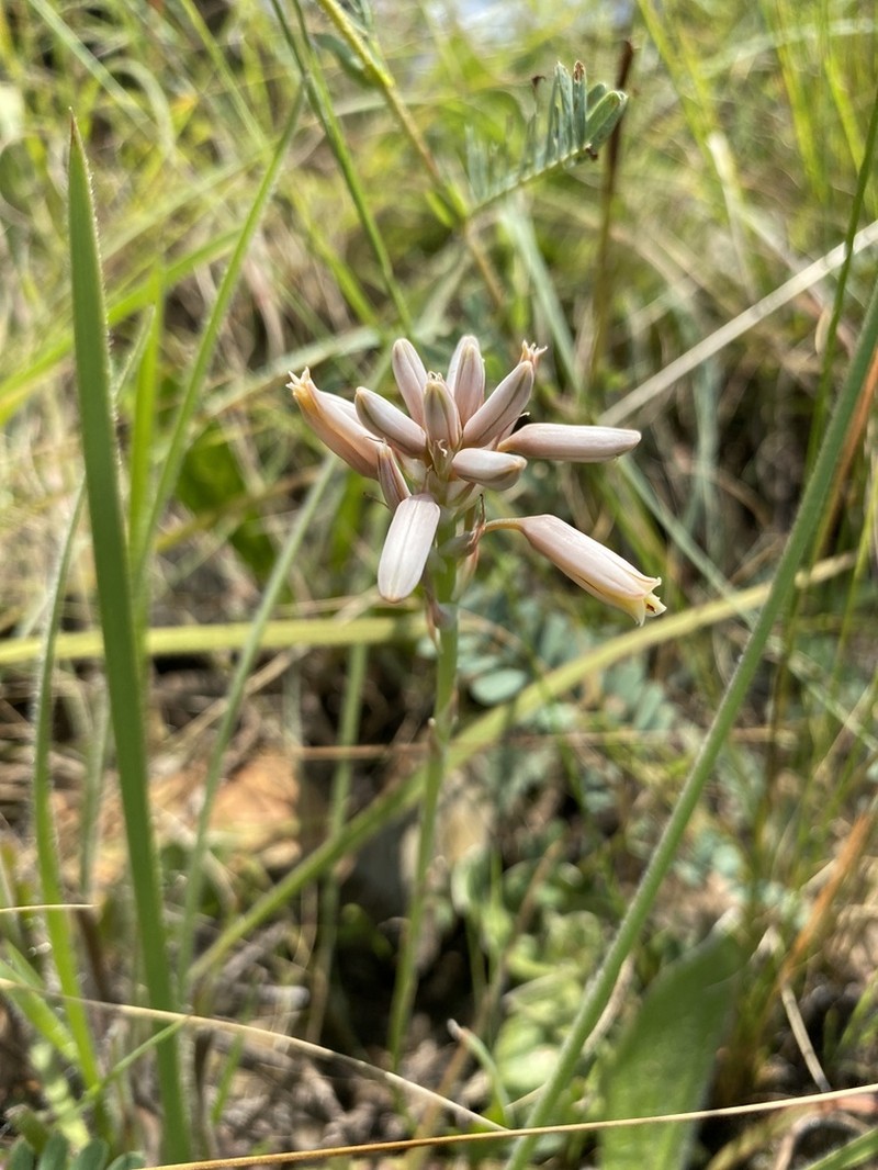 Aloe minima
