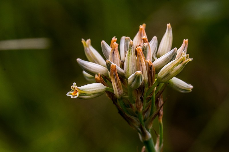 Aloe minima photo 2