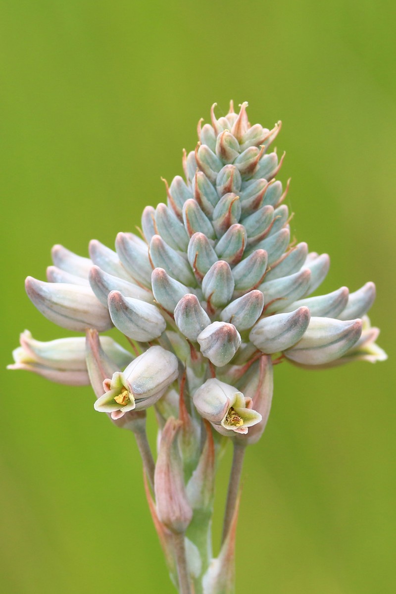 Aloe minima photo 3