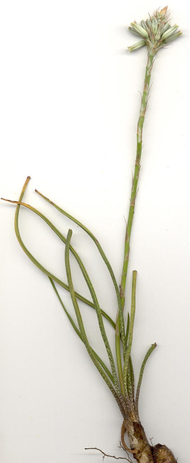 Aloe minima photo 4