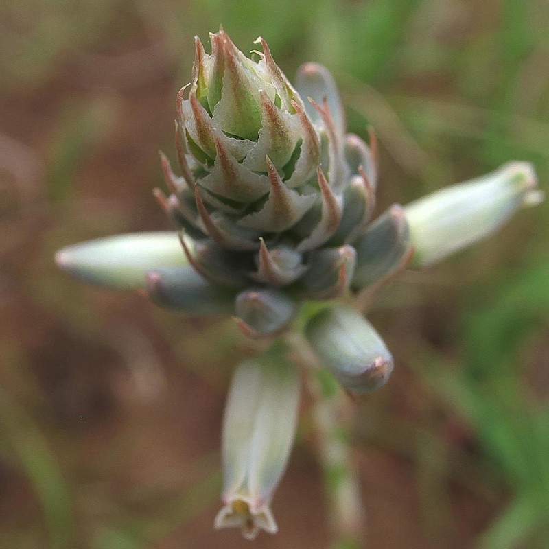 Aloe minima photo 5