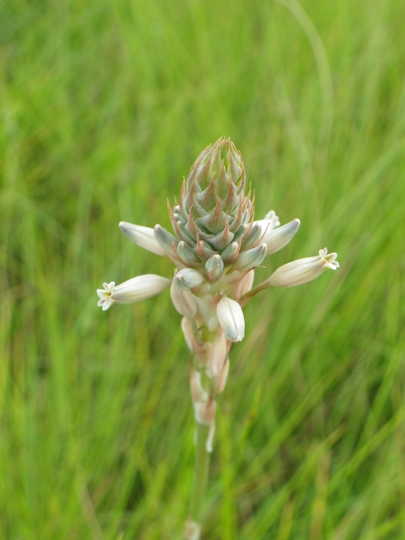 Aloe minima photo 6