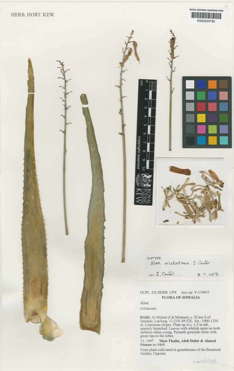 Aloe miskatana