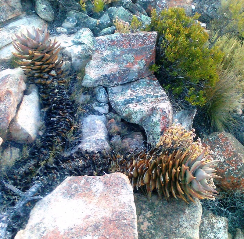 Aloe mitriformis photo 2