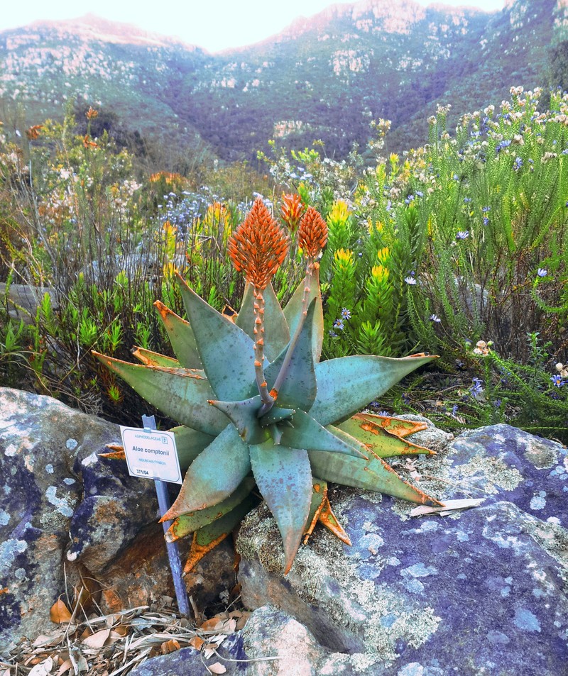 Aloe mitriformis photo 3