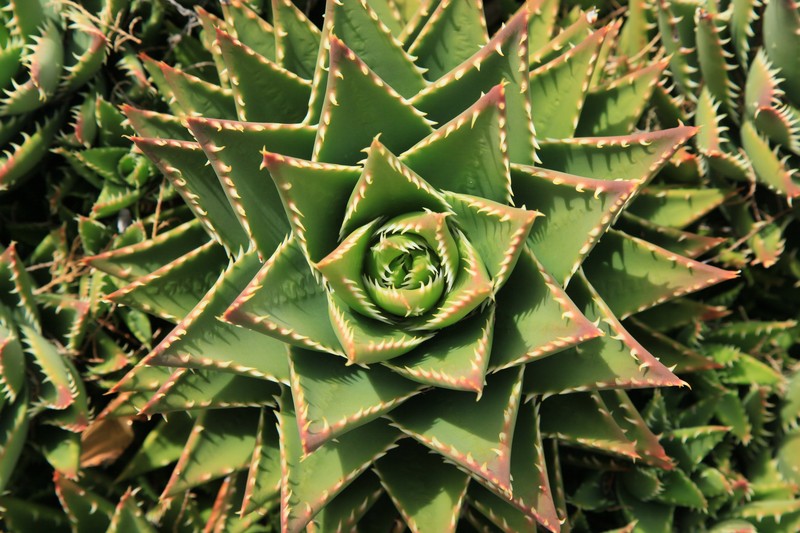 Aloe mitriformis photo 5