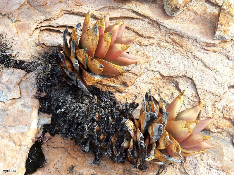Aloe mitriformis photo 8