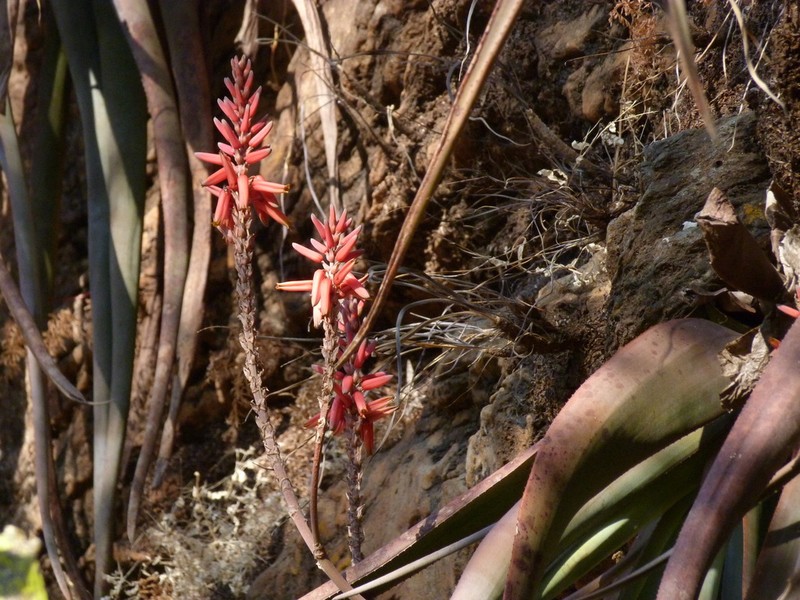Aloe mkushiana