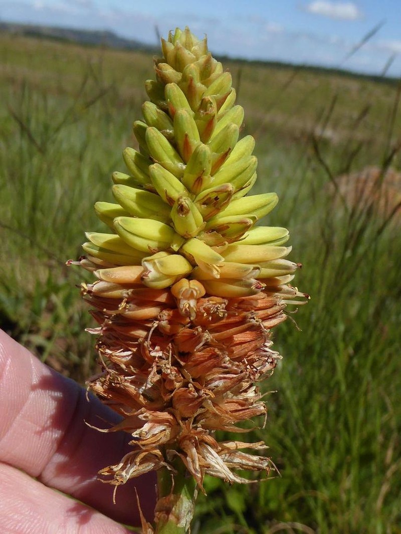 Aloe modesta photo 5