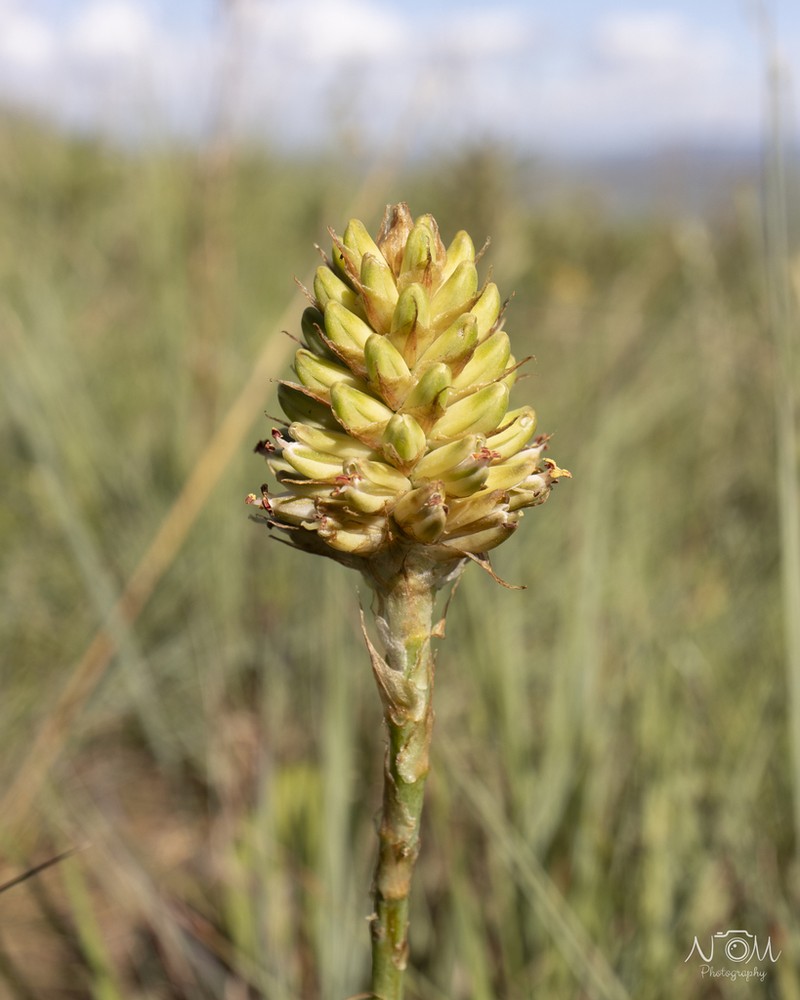 Aloe modesta photo 6