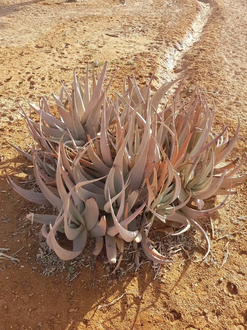 Aloe molederana photo 2