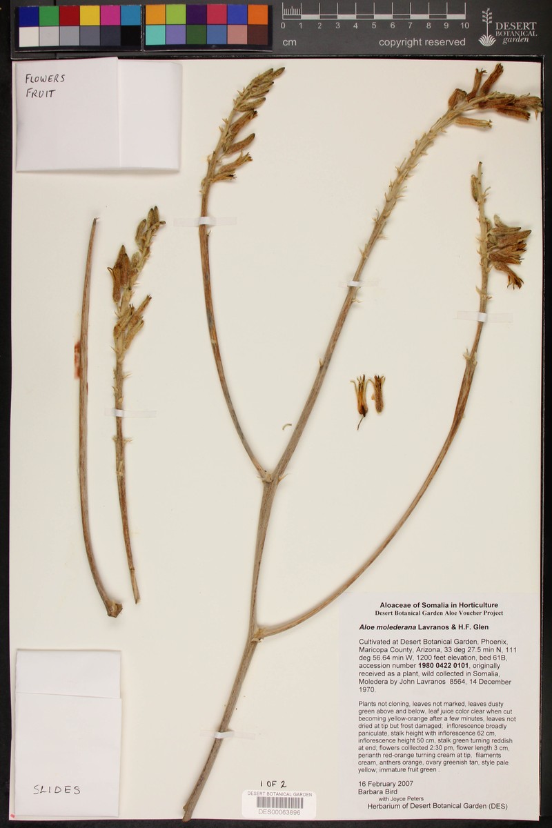 Aloe molederana photo 3