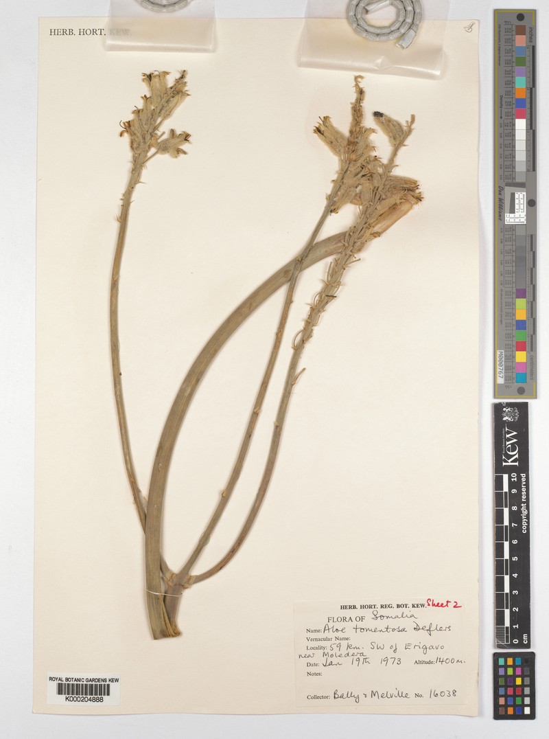 Aloe molederana photo 5