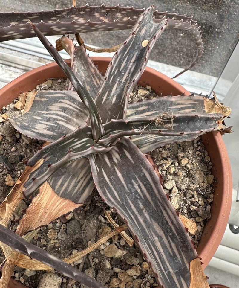 Aloe montis-nabro