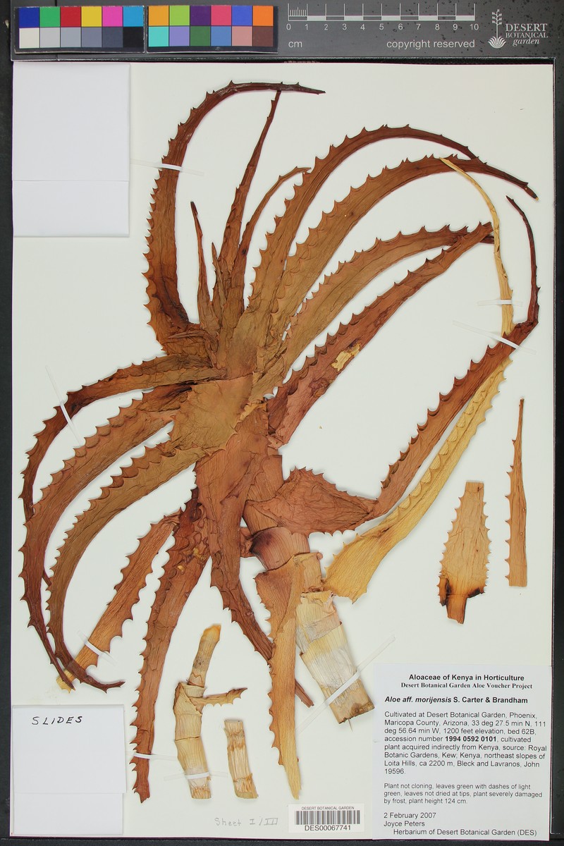 Aloe morijensis
