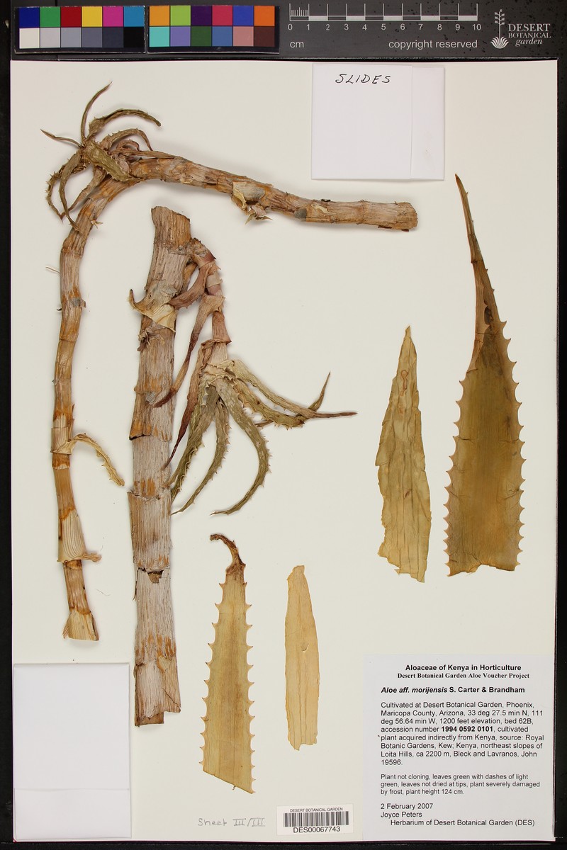 Aloe morijensis photo 3
