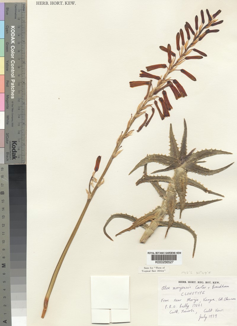 Aloe morijensis photo 4