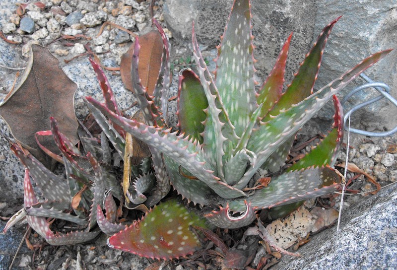 Aloe mubendiensis