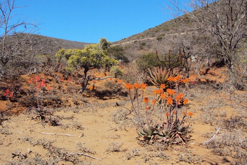 Aloe mudenensis
