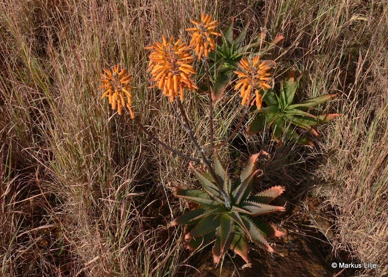 Aloe mudenensis photo 2
