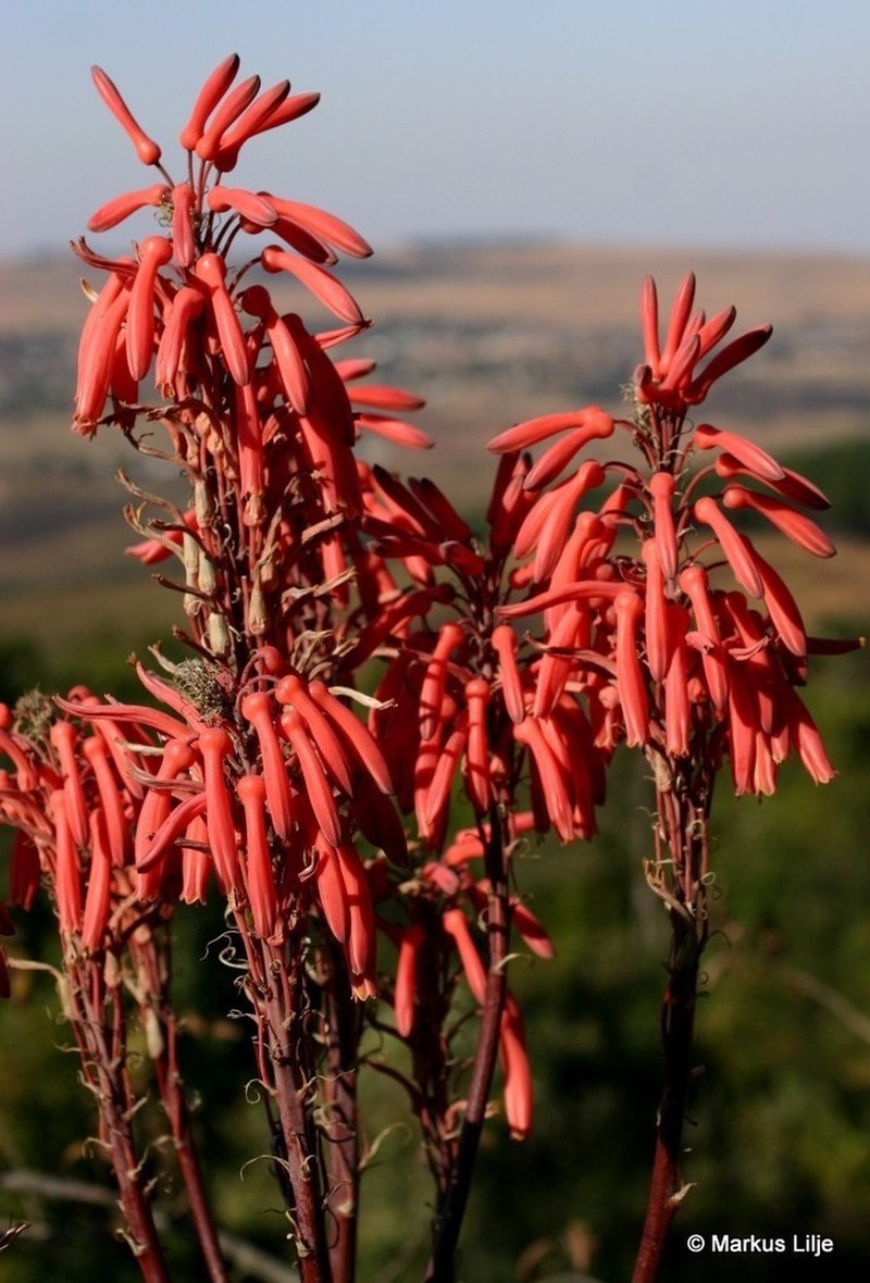 Aloe mudenensis photo 3