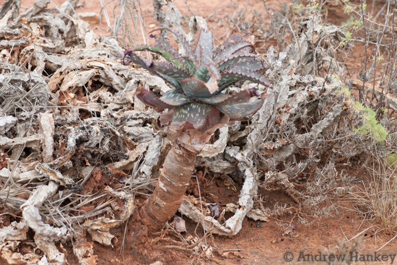 Aloe mudenensis photo 4