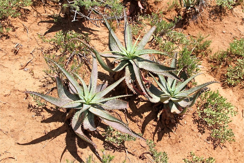 Aloe mudenensis photo 5