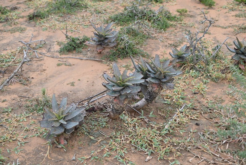 Aloe mudenensis photo 6