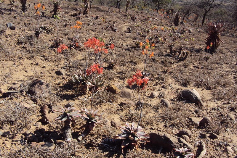 Aloe mudenensis photo 7